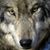 Dixie Davis's profile image