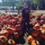 Carrie Chapman's profile image