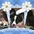 Diane Tibbitts's profile image