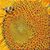 Deb Bennett's profile image