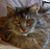 Cathleen DeOrnelas's profile image