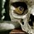 Andrew Papageorgio's profile image