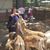 Natassia Potassium Cornelia's profile image