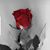 Kim Marie Whiles's profile image