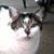 Randy Johnson's profile image