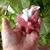 Audrey Howard's profile image
