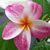 Sonia Carvalho's profile image