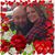 Ila Stewart's profile image