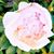Diane Mc Intosh's profile image