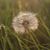 Ginny Bevis's profile image