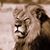 Carl Allan Salonen's profile image