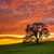 Lizz Yoakum Dukes's profile image