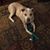 Nancy Goeppinger Caulkins's profile image
