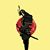 Adrian Lauria's profile image