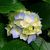 Carole Ornberg's profile image