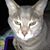 Donna Davis Holland's profile image