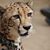 John Resch's profile image