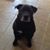 Joann Morris Dixon's profile image