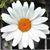 Daisy Bebbe's profile image