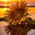 Vanessa Taylor's profile image