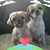 David Ann Mason's profile image