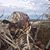 Monica Musgrave's profile image