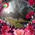 Christina Horswill's profile image