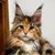 Lisa Dodd's profile image