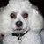 Karen Thompson's profile image