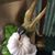 Amy Wexler's profile image