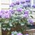 Carolyn Wiles's profile image