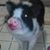 Leah Pittmon's profile image