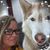 Sonya M Schlegel's profile image