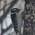 Carol Stiteler's profile image
