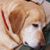 Diana Phillips's profile image