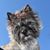 Dezi Diamond Rays Alkay's profile image