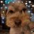 Tricia Arrington's profile image