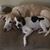 Cathy Spruitenburg Koos's profile image
