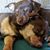 Deanna Morefield's profile image
