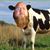 Douglas Brown's profile image