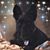 Melody Ayn McDaniel's profile image