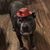 Al Olivera's profile image