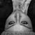 Anais Torres's profile image