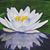 Susan Webster-Lemens's profile image