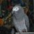 Pat Ellison's profile image