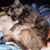 Jessica L Keene's profile image