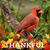 Dawn Studer's profile image