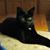 Dorothy Hamlers's profile image