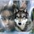 Simone Eagle's profile image