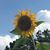 Jodie Havens's profile image